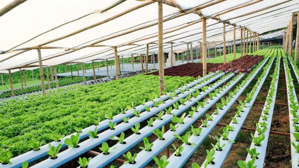 hydroponics-vegetable-L65BADV-1.jpeg